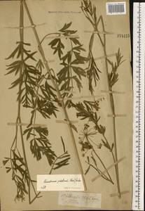 Dichoropetalum carvifolia (Vill.) Pimenov & Kljuykov, Eastern Europe, Central region (E4) (Russia)