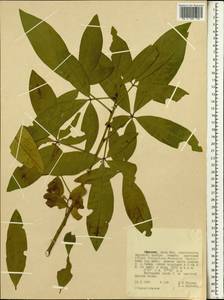 Capparaceae, Africa (AFR) (Ethiopia)