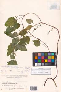 Lamium album subsp. album, Caucasus, Georgia (K4) (Georgia)