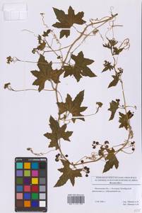 Bryonia alba L., Eastern Europe, Moscow region (E4a) (Russia)