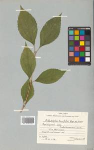 Philadelphus tenuifolius Rupr. & Maxim., Siberia, Russian Far East (S6) (Russia)