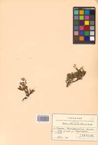 Hylotelephium pluricaule (Maxim.) H. Ohba, Siberia, Russian Far East (S6) (Russia)