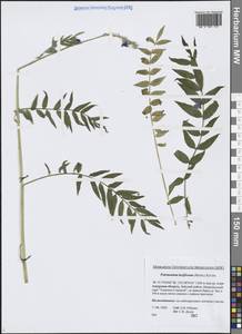 Polemonium chinense (Brand) Brand, Siberia, Russian Far East (S6) (Russia)