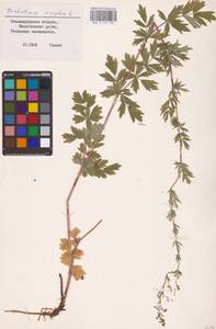 Thalictrum simplex L., Eastern Europe, Lower Volga region (E9) (Russia)