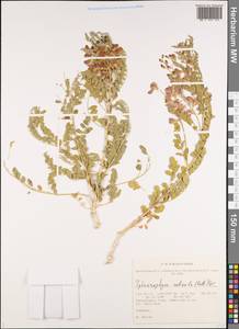 Sphaerophysa salsula (Pall.)DC., Siberia, Altai & Sayany Mountains (S2) (Russia)