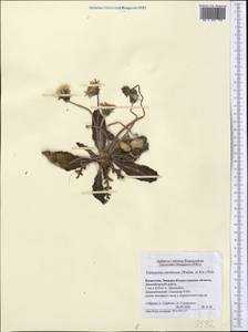 Taraxacum serotinum (Waldst. & Kit.) Poir., Middle Asia, Caspian Ustyurt & Northern Aralia (M8) (Kazakhstan)