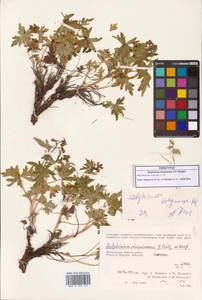 Delphinium brachycentrum Ledeb., Siberia, Chukotka & Kamchatka (S7) (Russia)