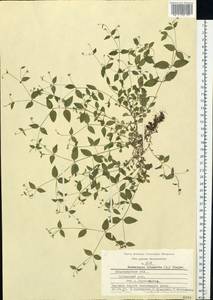 Moehringia trinervia (L.) Clairv., Eastern Europe, Central region (E4) (Russia)
