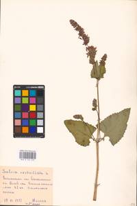 MHA 0 156 478, Salvia verticillata L., Eastern Europe, Central forest-and-steppe region (E6) (Russia)
