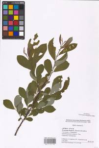 Salix cinerea L., Eastern Europe, Central region (E4) (Russia)