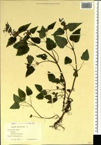 Lamium maculatum (L.) L., Crimea (KRYM) (Russia)