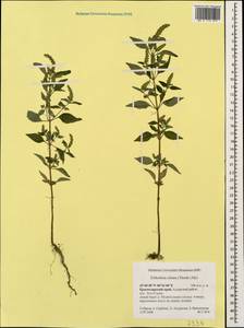 Elsholtzia ciliata (Thunb.) Hyl., Caucasus, Krasnodar Krai & Adygea (K1a) (Russia)