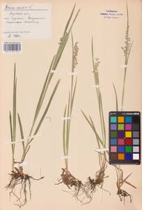 Briza media L., Eastern Europe, Central forest-and-steppe region (E6) (Russia)