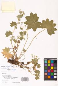 Alchemilla micans Buser, Eastern Europe, Western region (E3) (Russia)