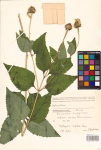 Heliopsis helianthoides var. scabra (Dunal) Fernald, Eastern Europe, North Ukrainian region (E11) (Ukraine)