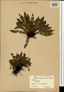 Asplenium ceterach subsp. ceterach, Crimea (KRYM) (Russia)