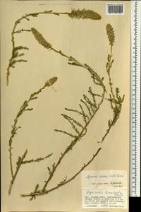 Myricaria davurica (Willd.) Ehrenb., Mongolia (MONG) (Mongolia)