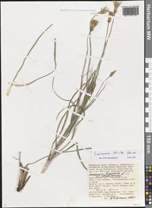 Pseudopodospermum tauricum (M. Bieb.) Vasjukov & Saksonov, Eastern Europe, Lower Volga region (E9) (Russia)