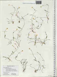 Ranunculus repens L., Eastern Europe, Northern region (E1) (Russia)