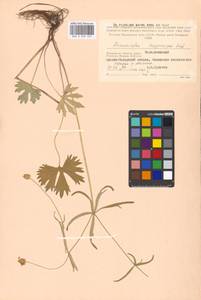 Ranunculus auricomus L., Eastern Europe, Moscow region (E4a) (Russia)