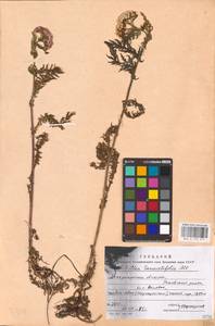 Achillea distans subsp. stricta (Schleich. ex Gremli) Janch., Eastern Europe, West Ukrainian region (E13) (Ukraine)