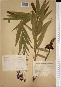 Chamaenerion angustifolium (L.) Scop., Siberia, Chukotka & Kamchatka (S7) (Russia)