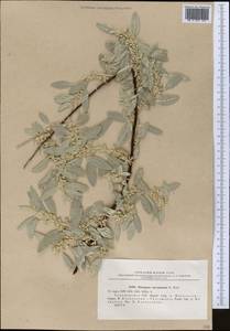 Elaeagnus angustifolia subsp. angustifolia, Middle Asia, Karakum (M6) (Turkmenistan)