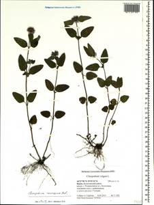 Clinopodium vulgare L., Crimea (KRYM) (Russia)