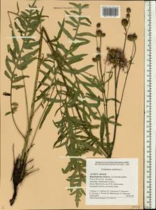 Centaurea scabiosa L., Eastern Europe, Central forest-and-steppe region (E6) (Russia)