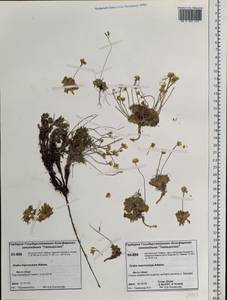 Draba corymbosa R. Br. ex DC., Siberia, Central Siberia (S3) (Russia)