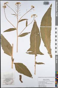 Bunias orientalis L., Eastern Europe, Central region (E4) (Russia)