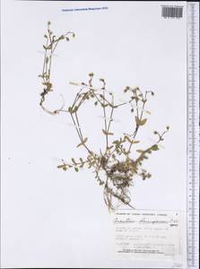 Cerastium beeringianum, America (AMER) (Canada)