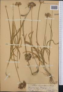 Allium stephanophorum Vved., Middle Asia, Pamir & Pamiro-Alai (M2) (Uzbekistan)