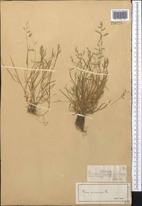 Poa annua L., Middle Asia, Northern & Central Tian Shan (M4) (Kazakhstan)