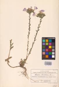 Linum hirsutum L., Eastern Europe, South Ukrainian region (E12) (Ukraine)