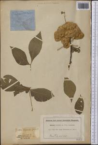 Ptelea trifoliata L., America (AMER) (United States)