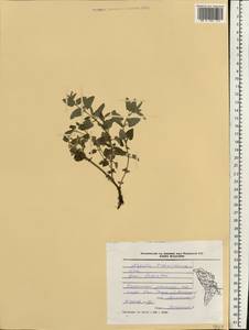 Nepeta racemosa subsp. racemosa, Eastern Europe, Moldova (E13a) (Moldova)