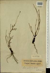 Restio capensis (L.) H.P.Linder & C.R.Hardy, Africa (AFR) (South Africa)