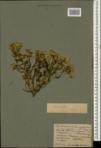 Senecio leucanthemifolius subsp. caucasicus (DC.) Greuter, Caucasus, Georgia (K4) (Georgia)