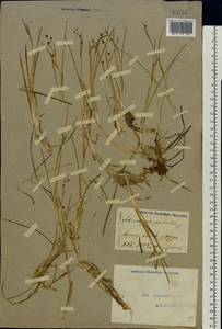 Scheuchzeria palustris L., Eastern Europe, Moscow region (E4a) (Russia)