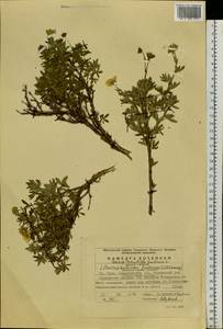 Dasiphora fruticosa (L.) Rydb., Eastern Europe, Eastern region (E10) (Russia)