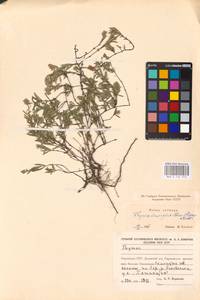 MHA 0 156 973, Thymus dimorphus Klokov & Des.-Shost., Eastern Europe, South Ukrainian region (E12) (Ukraine)