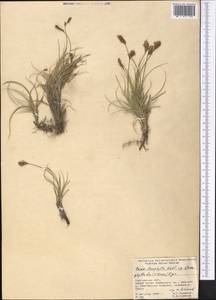 Carex stenophylla subsp. stenophylloides (V.I.Krecz.) T.V.Egorova, Middle Asia, Pamir & Pamiro-Alai (M2) (Kyrgyzstan)