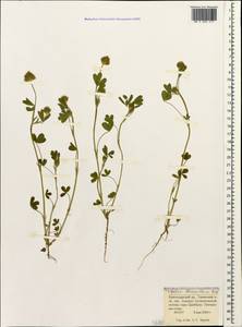 Trifolium leucanthum M.Bieb., Caucasus, Krasnodar Krai & Adygea (K1a) (Russia)