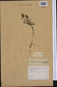 Potamogeton gramineus L., Western Europe (EUR)
