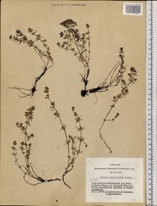 Galium verum subsp. verum, Siberia, Altai & Sayany Mountains (S2) (Russia)