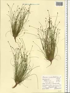 Eleocharis ovata (Roth) Roem. & Schult., Eastern Europe, Central region (E4) (Russia)