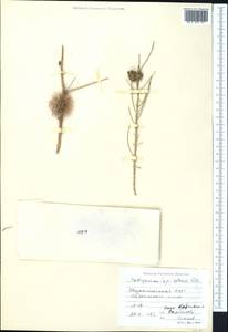 Calligonum setosum (Litv.) Litv., Middle Asia, Karakum (M6) (Turkmenistan)