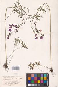 Geranium linearilobum DC., Eastern Europe, Lower Volga region (E9) (Russia)