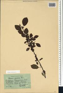Prunus spinosa L., Caucasus, Stavropol Krai, Karachay-Cherkessia & Kabardino-Balkaria (K1b) (Russia)